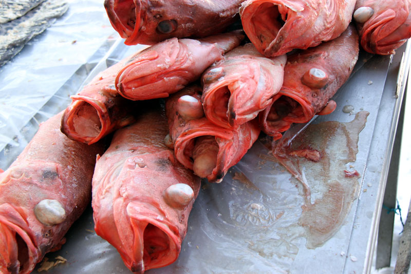 R�dfisk
